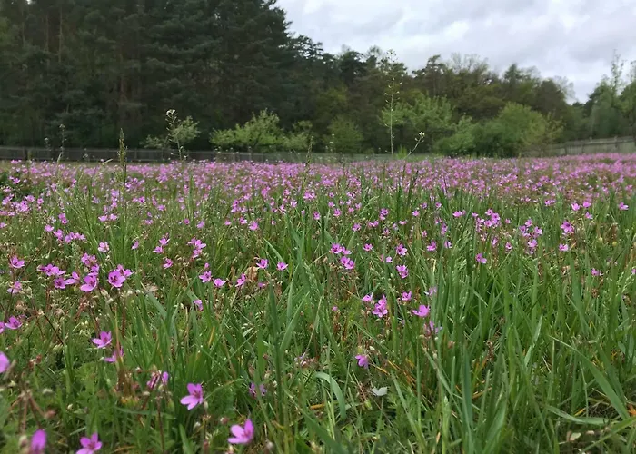 Am Dachsberg Feriehus Bad Saarow